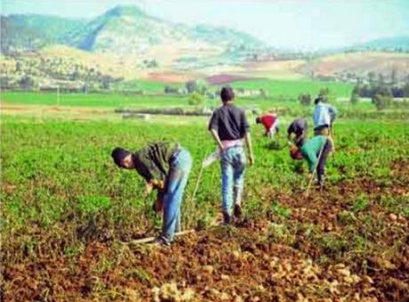 Ministre du Commerce Belaïb et les agriculteurs se penchent sur les problèmes de commercialisation