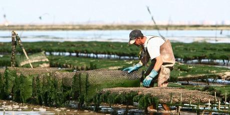 Charente-Maritime : les mortalités ostréicoles sont en baisse