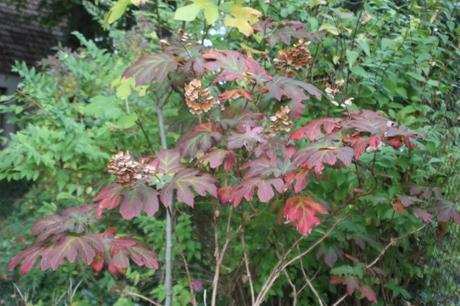 quercifolia veneux 19 oct 2015 007.jpg