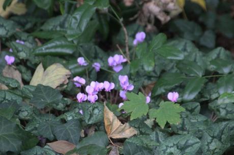 cyclamen veneux 19 oct 2015 004 (1).jpg