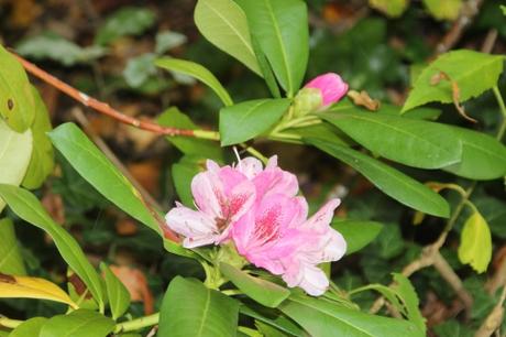 rhodo christmas veneux 20 oct 2015 006.jpg