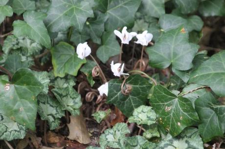 cyclamen veneux 19 oct 2015 004 (2).jpg