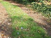 couleurs d'octobre Veneux