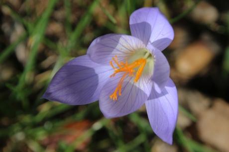 crocus veneux 20 oct 2015 001 (5).jpg