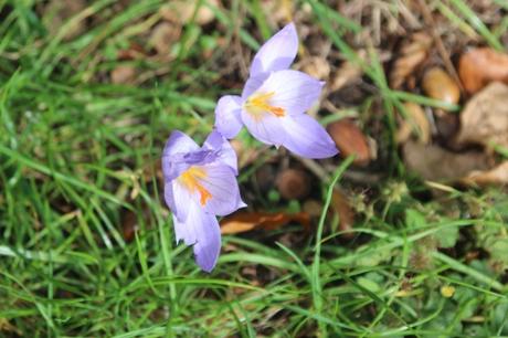 crocus veneux 19 oct 2015 003.jpg
