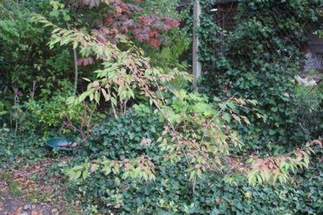 prunus subhirtella veneux 19 oct 2015 008.jpg