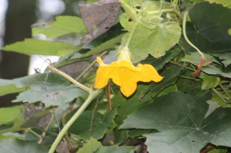 courge spaghetti veneux 8 oct 2015 008.jpg