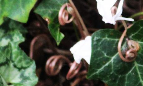 cyclamen rec veneux 19 oct 2015 005.jpg