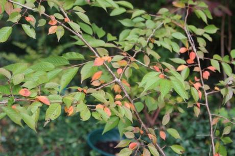 prunus subhirtella veneux 8 oct 2015 003 (3).jpg