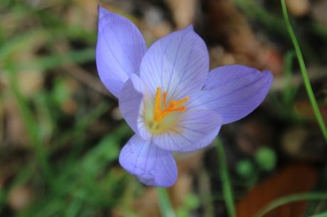 crocus veneux 20 oct 2015 001 (4).jpg