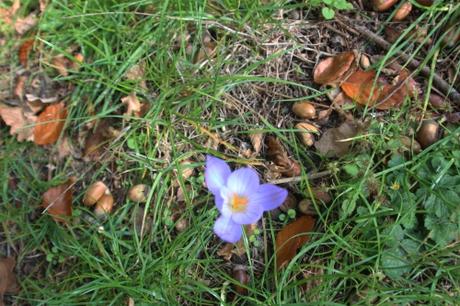 crocus veneux 20 oct 2015 001 (3).jpg