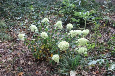 sundae fraise veneux 19 oct 2015 006.jpg