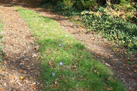 crocus veneux 20 oct 2015 001 (1).jpg