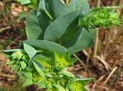 Buplèvre feuilles rondes, messicole devenue très rare