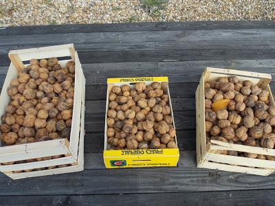 Pommes et noix : les dernières récoltes