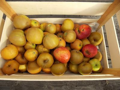 Pommes Colapuis et Reinette de France