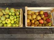 Pommes noix dernières récoltes