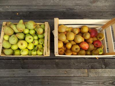 Pommes et noix : les dernières récoltes