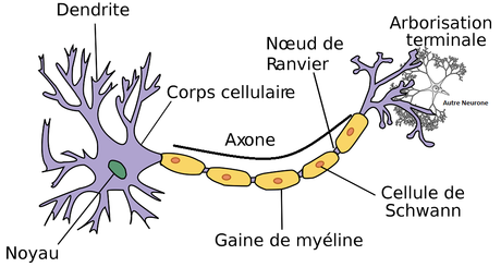 neurone les lecons de choses