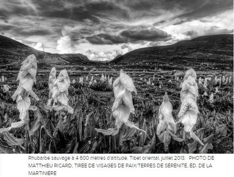 Matthieu Ricard... en images et en livre