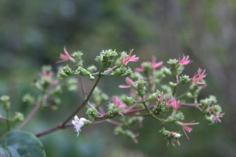 heptacodium romi 11 oct 2015 012 (2).jpg