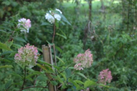 hydrangea limelight romi 21 sept 2015 017 (3).jpg