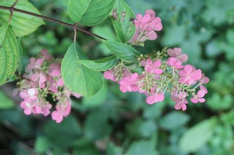 hydrangea limelight romi 21 sept 2015 017 (2).jpg