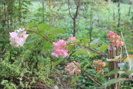 hydrangea limelight romi 18 oct 2015 024.jpg
