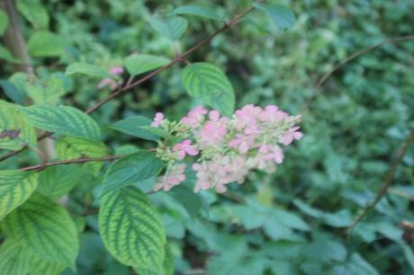 hydrangea limelight romi 21 sept 2015 017 (4).jpg