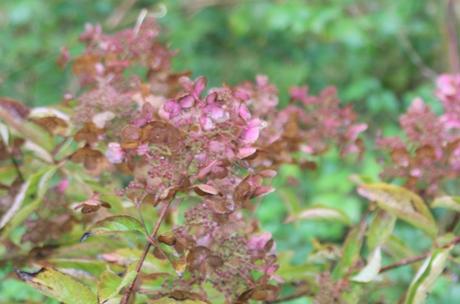 wim's red romi 14 octobre 2015 029.jpg