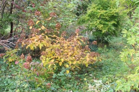 hydrangea romi 18 oct 2015 022.jpg