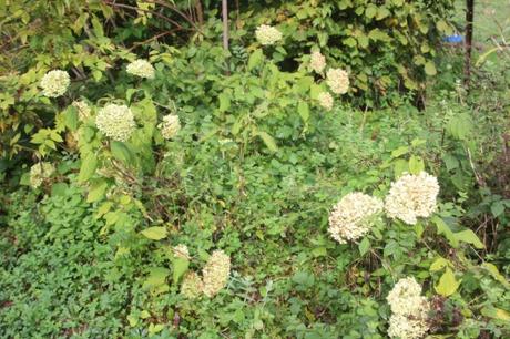 annabelle romi 18 oct 2015 020.jpg