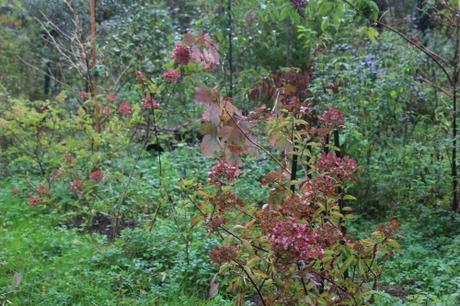 hydrangea romi 14 octobre 2015 024 (4).jpg