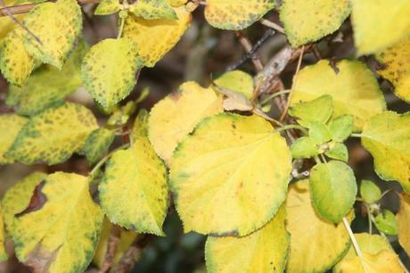 z hydrangea petiolaris veneux 22 oct 2015 002 (6).jpg