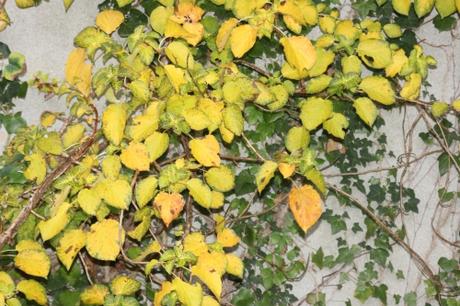 z hydrangea petiolaris veneux 22 oct 2015 002 (4).jpg