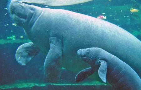 FLORIDE(3):J  AI FAILLI CASSER MA PIPE!