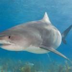 image de requin