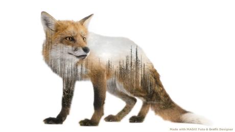 double-exposure-3-fox