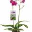 Les 1ères orchidées bio vendues en France sont disponibles depuis l'automne 2015 dans tous les magasins Botanic.