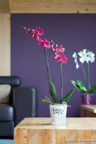 Les 1ères orchidées bio vendues en France sont...