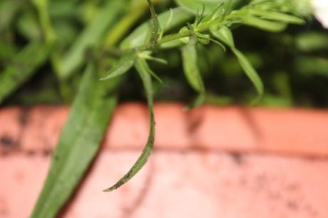 v kalimeris veneux 23 oct 2015 009.jpg