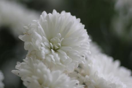 kalimeris veneux 23 oct 2015 020.jpg