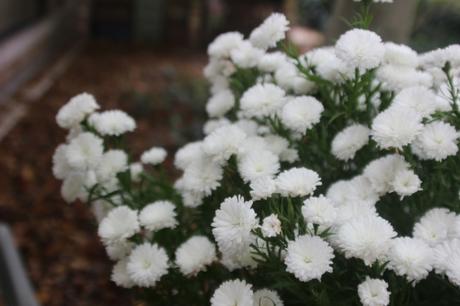 kalimeris veneux 23 oct 2015 002.jpg