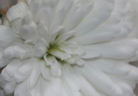 kalimeris rec veneux 23 oct 2015 008.jpg