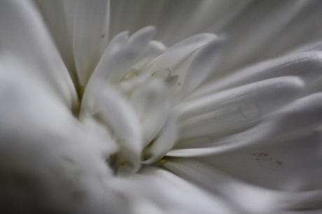 kalimeris veneux 23 oct 2015 029.jpg