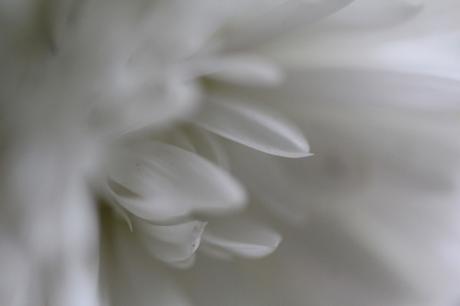 kalimeris veneux 23 oct 2015 024.jpg