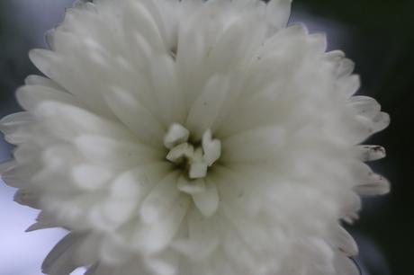 kalimeris veneux 23 oct 2015 018.jpg