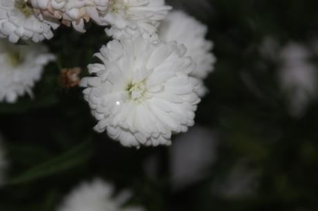 kalimeris veneux 23 oct 2015 011.jpg