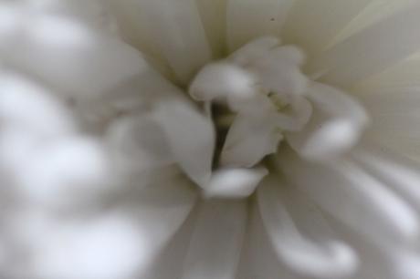 kalimeris veneux 23 oct 2015 028.jpg