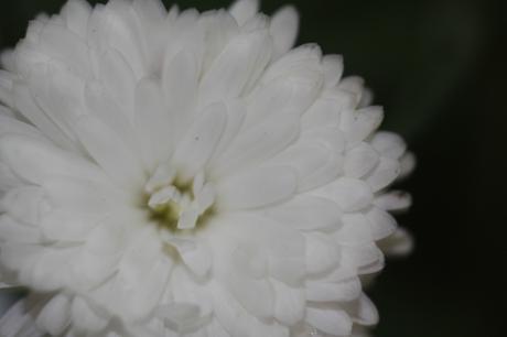 kalimeris veneux 23 oct 2015 017.jpg